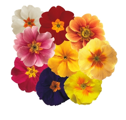 Picture of Primrose - Daniella Mixed F1